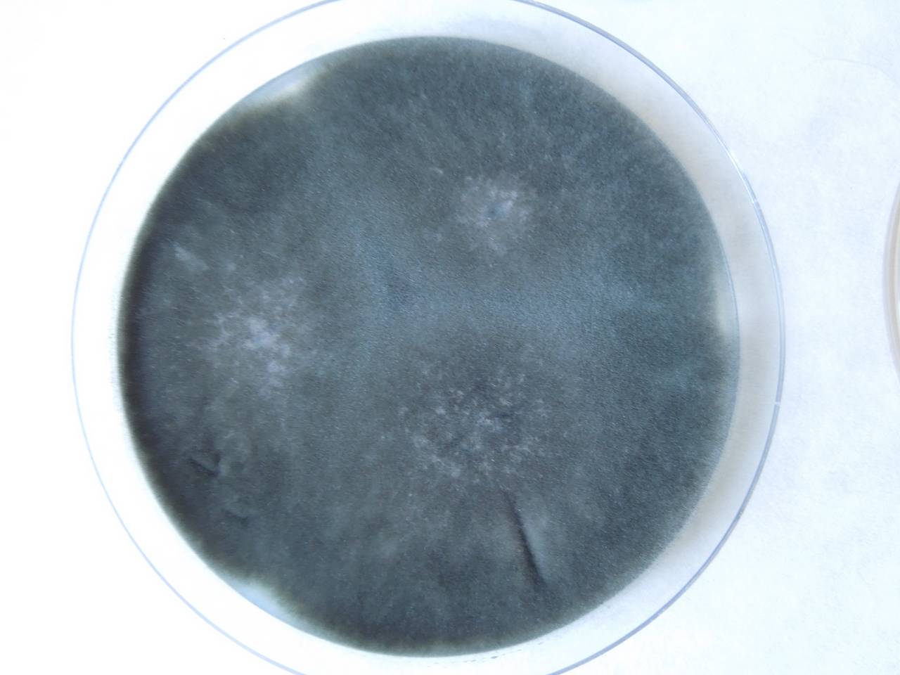 MSU_FS-02190, Район Лак (Lắk district), Đắk Lắk province (Vietnam)