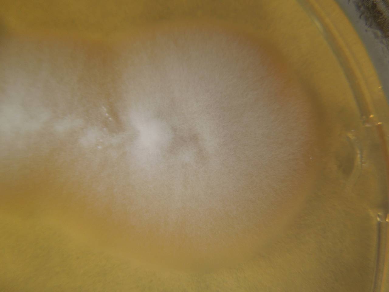 MSU_FS-02192 01, Район Ба Ви муниципалитета Ханой (Ba Vì district of Hanoi), Hanoi (Vietnam)