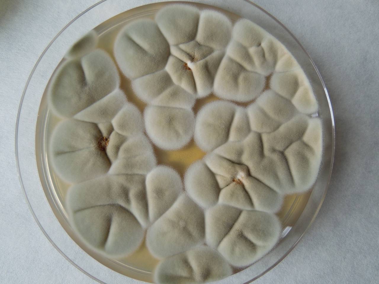 MSU_FS-02193 01, Район Лак (Lắk district), Đắk Lắk province (Vietnam)