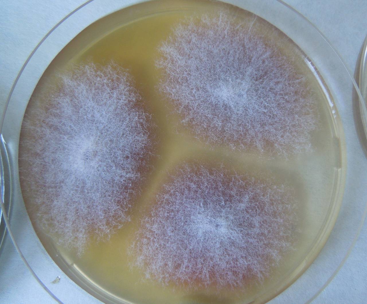 MSU_FS-02208 01, Район Лак (Lắk district), Đắk Lắk province (Vietnam)