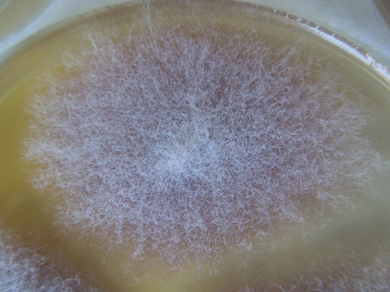 MSU_FS-02208 01, Район Лак (Lắk district), Đắk Lắk province (Vietnam)