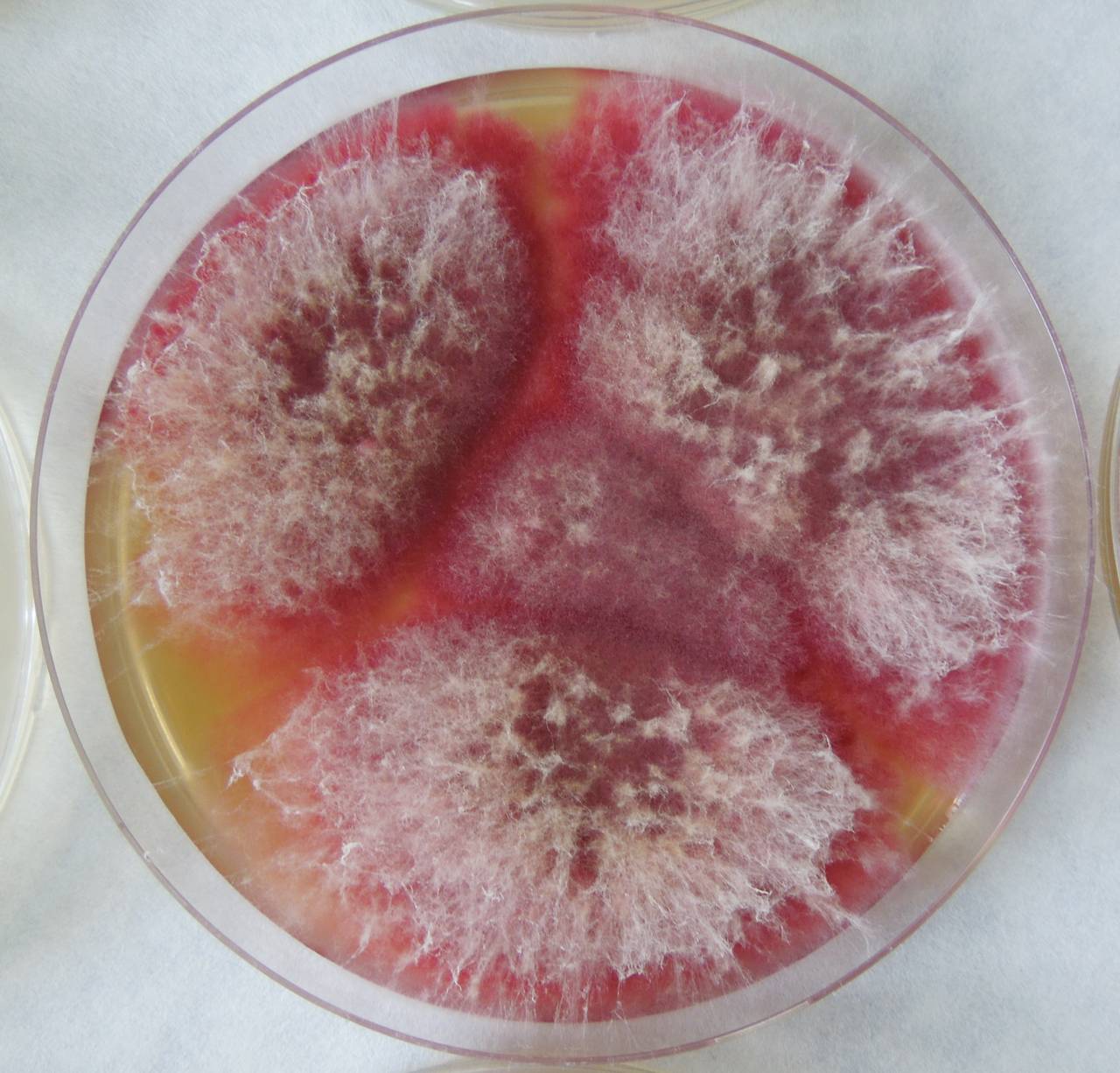 MSU_FS-02209 01, Район Тан Шон (Thanh Sơn district), Bến Tre Province (Vietnam)