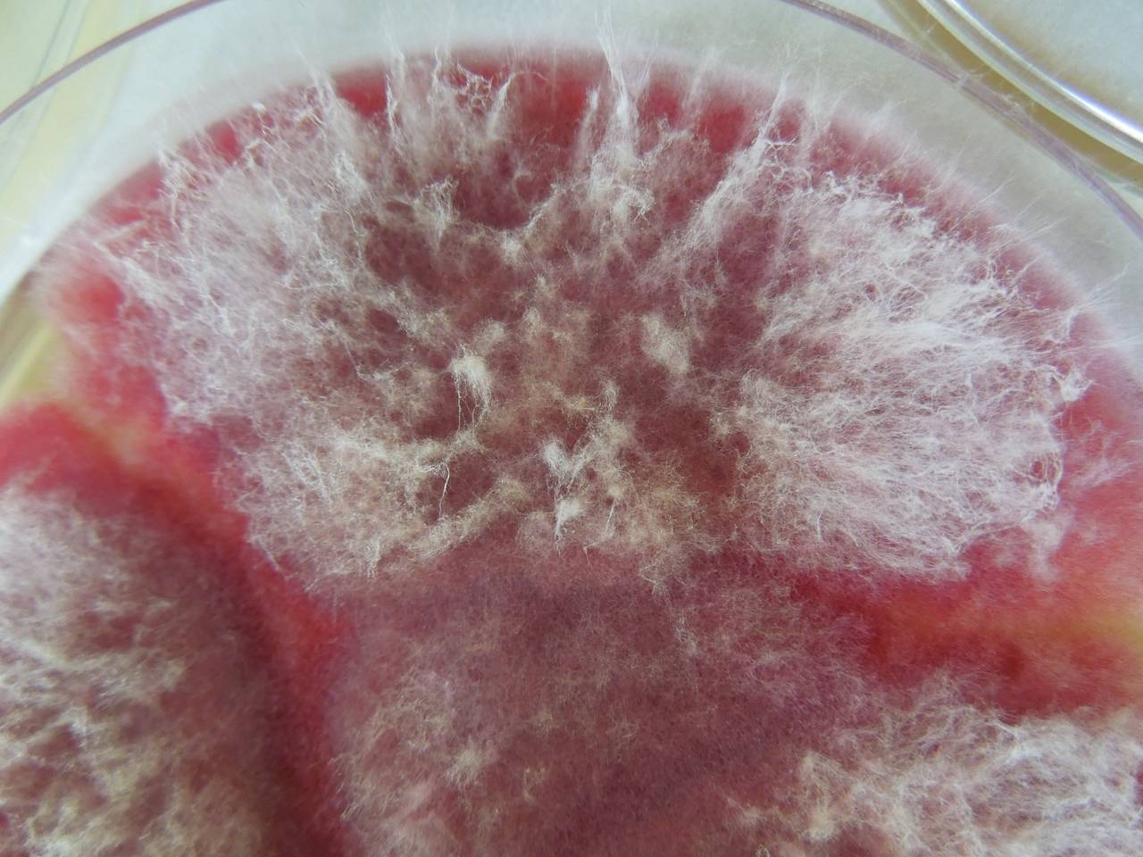 MSU_FS-02209 01, Район Тан Шон (Thanh Sơn district), Bến Tre Province (Vietnam)