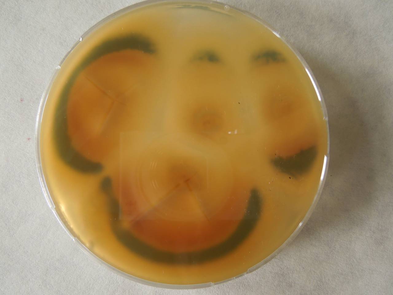 MSU_FS-02210 01, Район Лак (Lắk district), Đắk Lắk province (Vietnam)