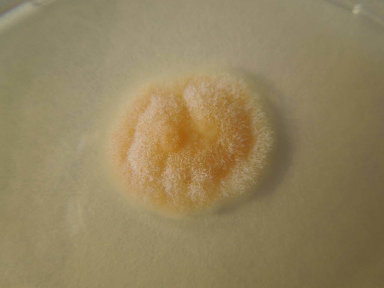 MSU_FS-02215 01, Район Тан Шон (Thanh Sơn district), Bến Tre Province (Vietnam)