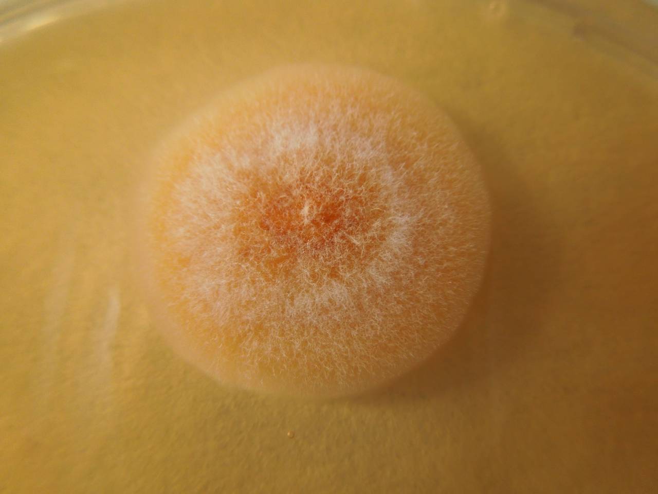 MSU_FS-02216 01, Район Тан Шон (Thanh Sơn district), Bến Tre Province (Vietnam)