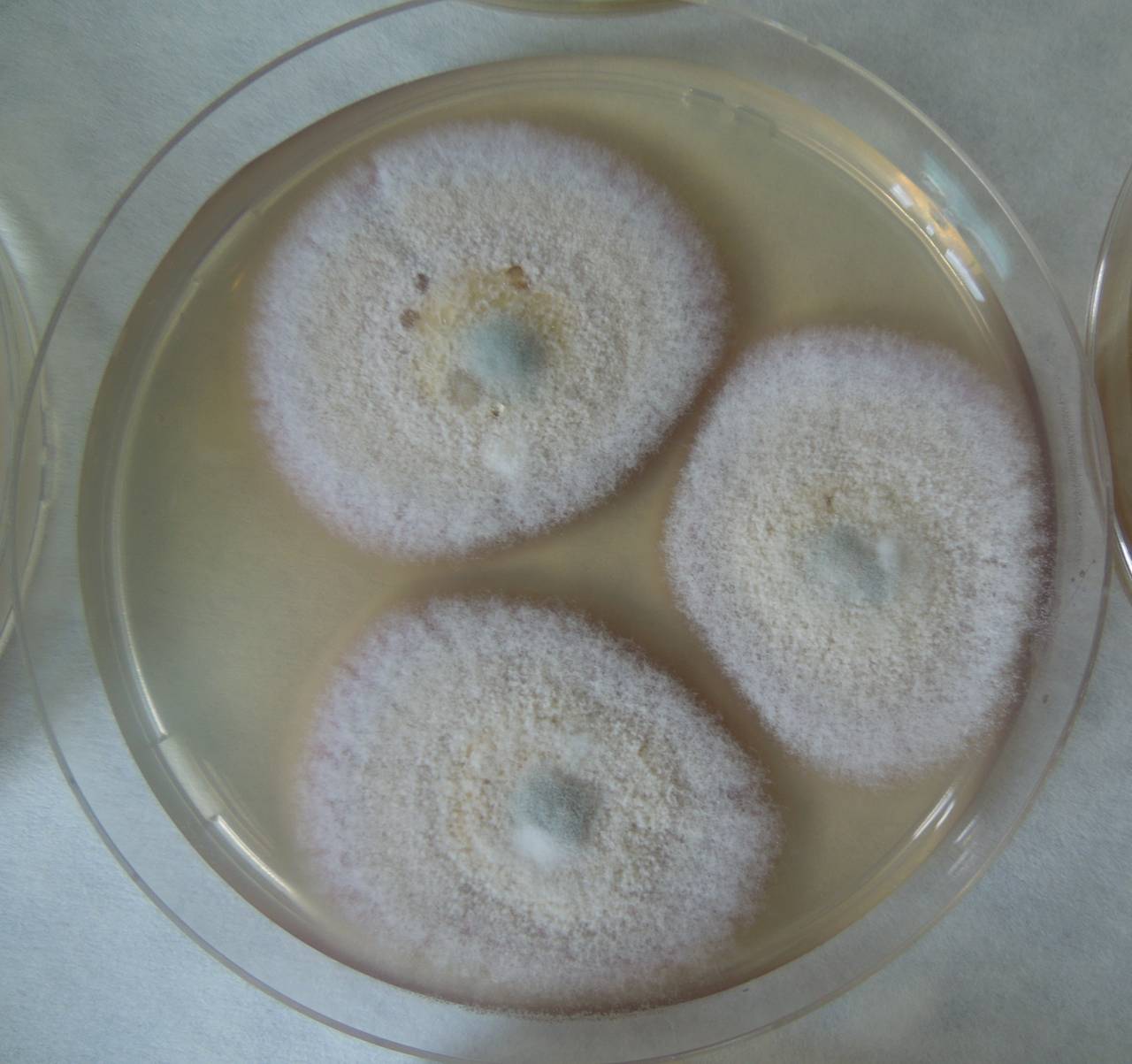 MSU_FS-02218 01, Район Лак (Lắk district), Đắk Lắk province (Vietnam)