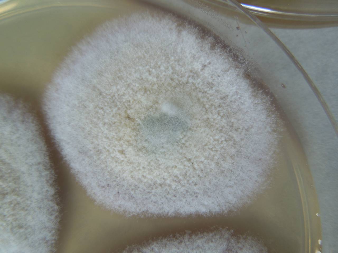 MSU_FS-02218 01, Район Лак (Lắk district), Đắk Lắk province (Vietnam)