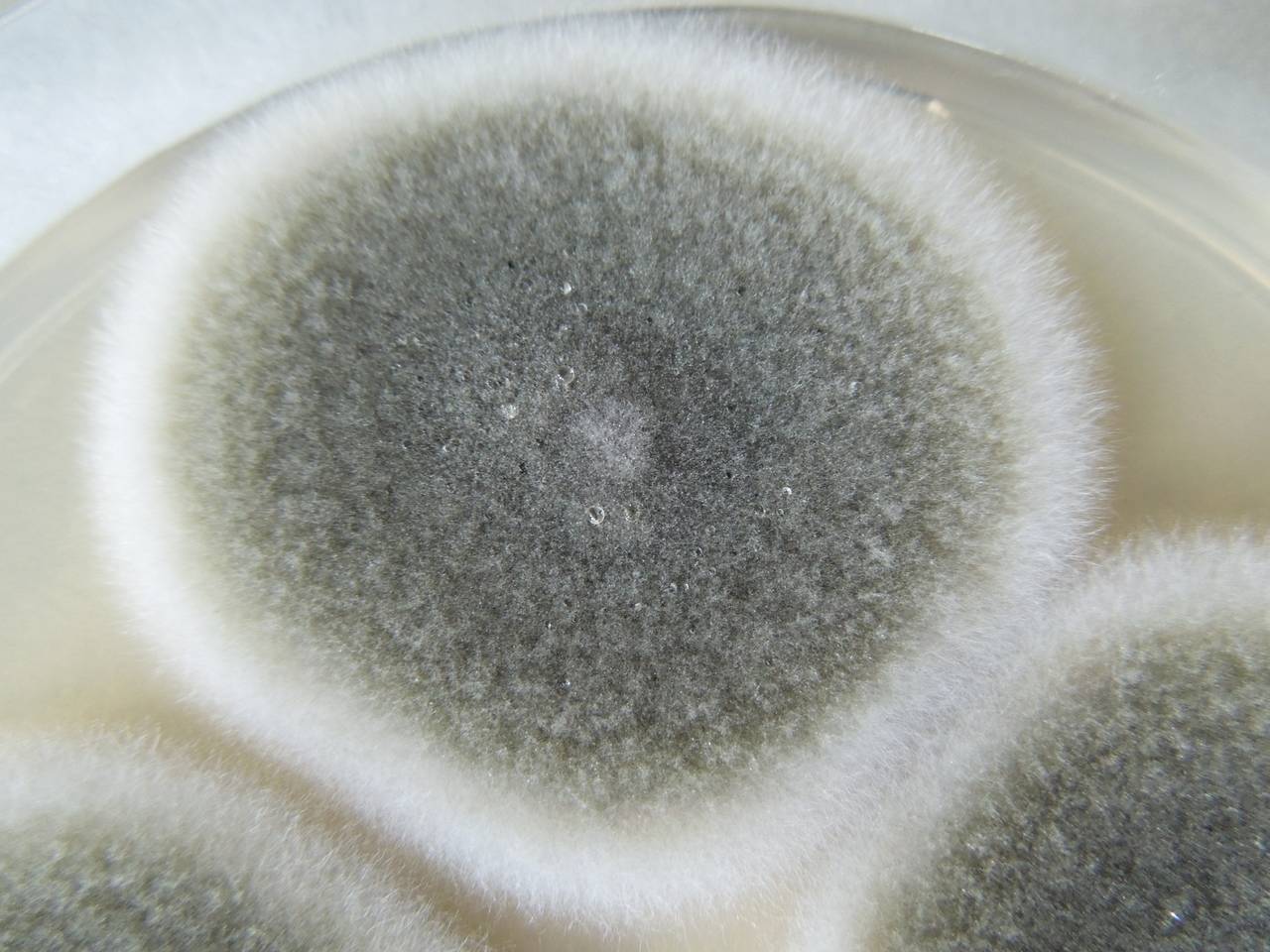 MSU_FS-02219 01, Район Быон Дон (Buôn Đôn district), Đắk Lắk province (Vietnam)