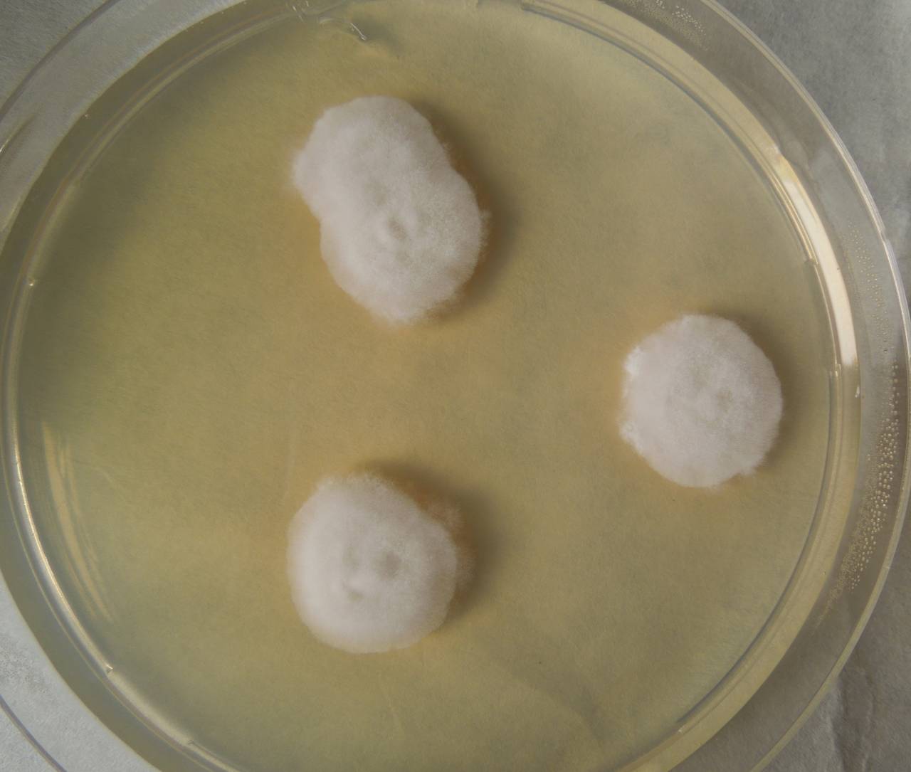 MSU_FS-02225 01, Район Лак (Lắk district), Đắk Lắk province (Vietnam)