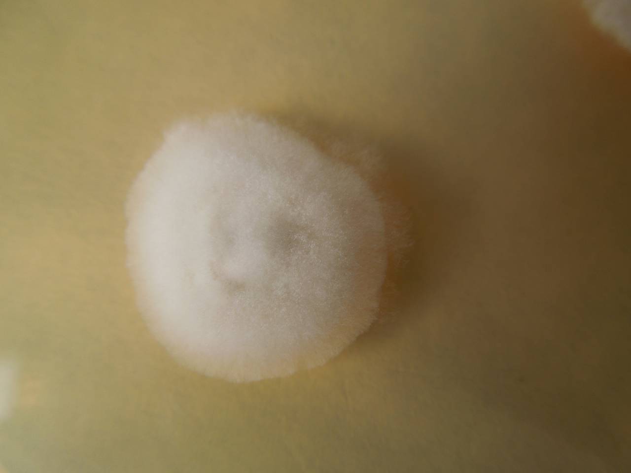 MSU_FS-02225 01, Район Лак (Lắk district), Đắk Lắk province (Vietnam)