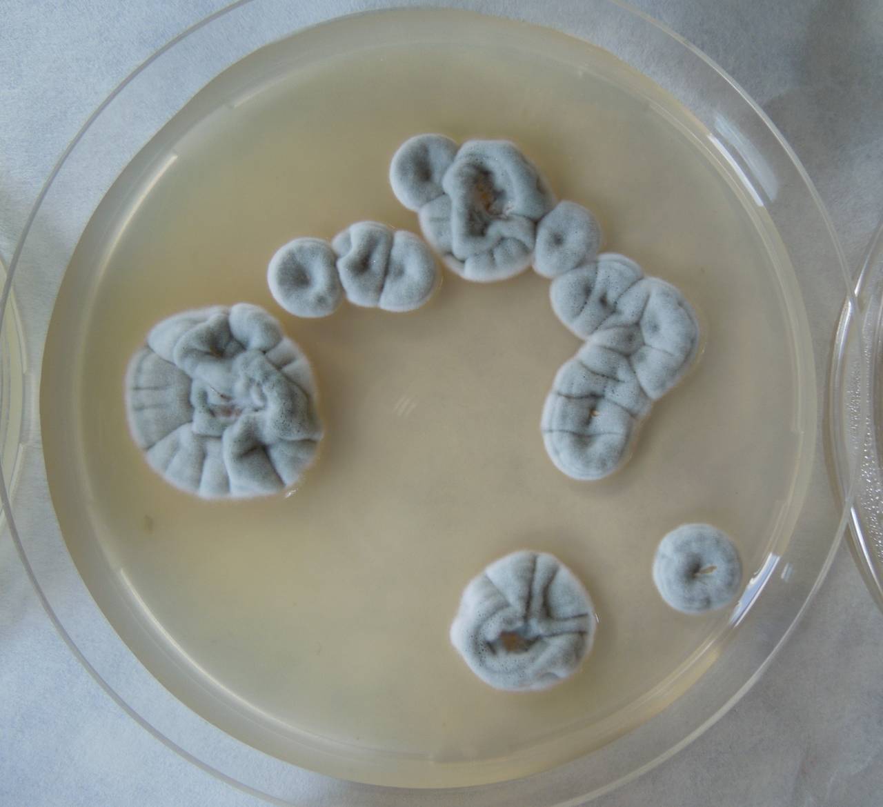 MSU_FS-02231 01, Район Ба Ви муниципалитета Ханой (Ba Vì district of Hanoi), Hanoi (Vietnam)