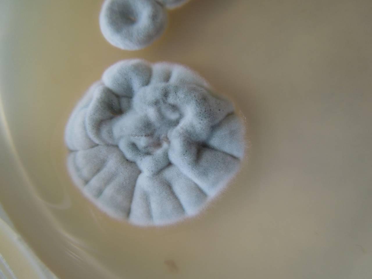 MSU_FS-02231 01, Район Ба Ви муниципалитета Ханой (Ba Vì district of Hanoi), Hanoi (Vietnam)