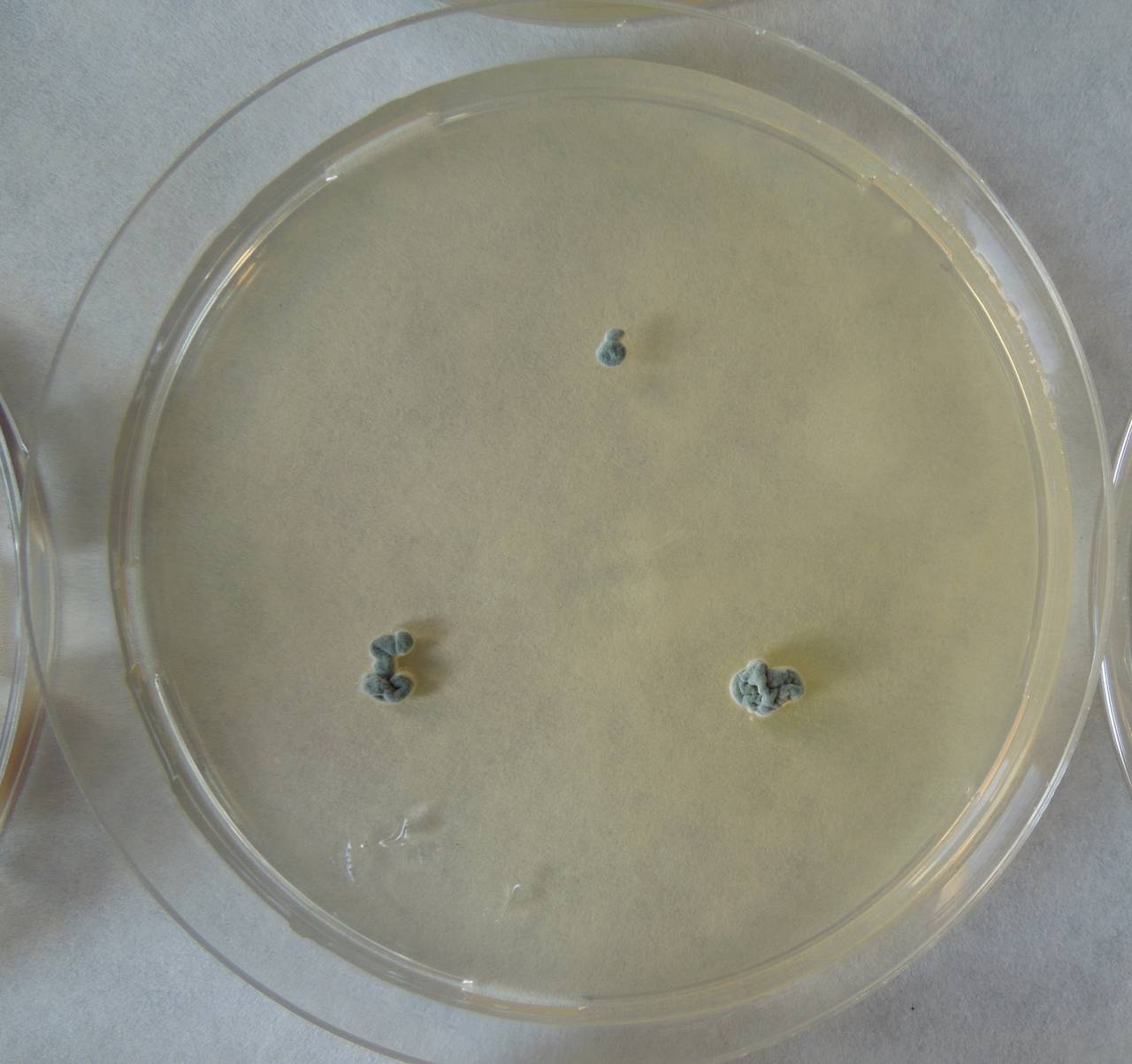 MSU_FS-02233 01, Район Лак (Lắk district), Đắk Lắk province (Vietnam)