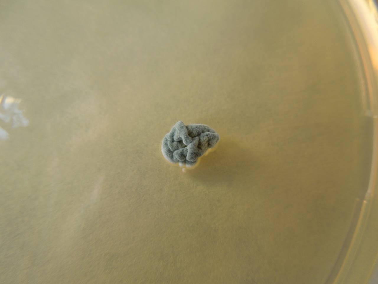 MSU_FS-02233 01, Район Лак (Lắk district), Đắk Lắk province (Vietnam)