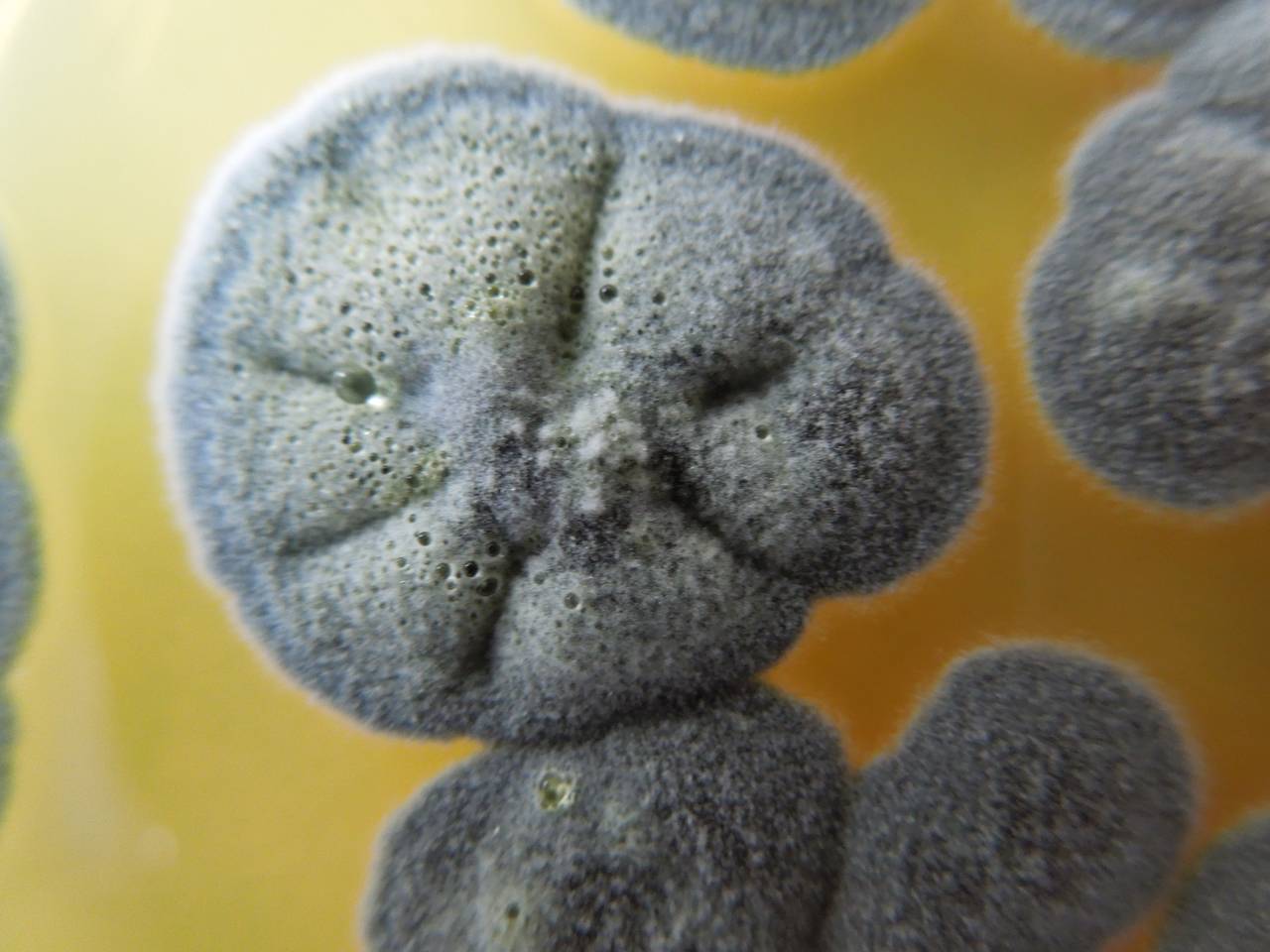 MSU_FS-02234, Район Ба Ви муниципалитета Ханой (Ba Vì district of Hanoi), Hanoi (Vietnam)