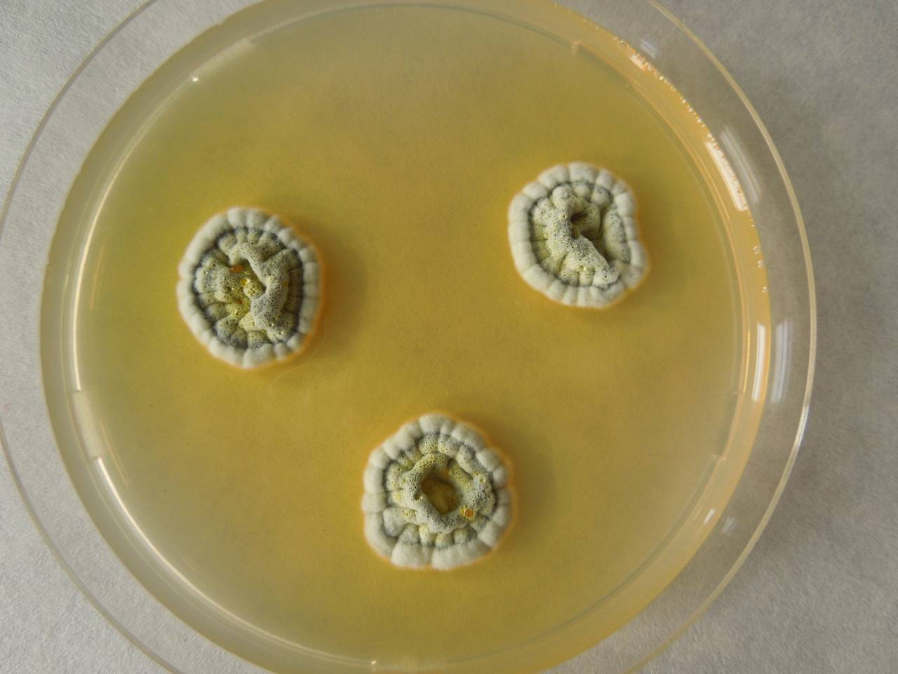 MSU_FS-02235 01, Район Ба Ви муниципалитета Ханой (Ba Vì district of Hanoi), Hanoi (Vietnam)