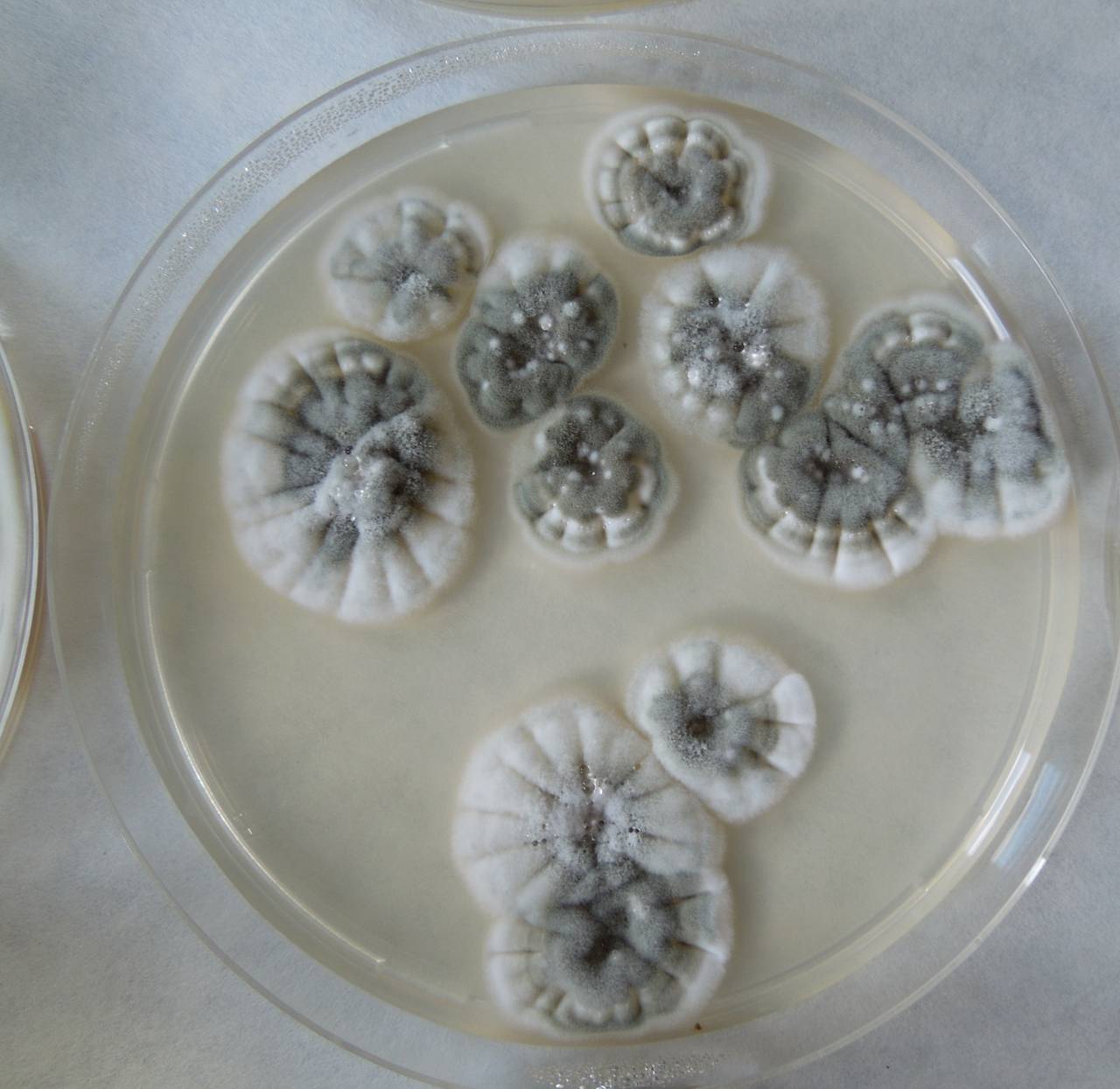 MSU_FS-02240 01, Район Ба Ви муниципалитета Ханой (Ba Vì district of Hanoi), Hanoi (Vietnam)