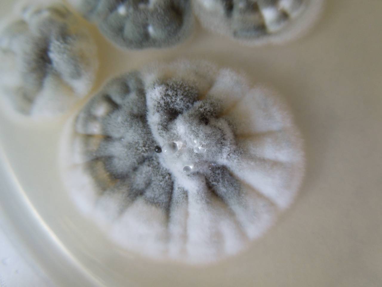 MSU_FS-02240 01, Район Ба Ви муниципалитета Ханой (Ba Vì district of Hanoi), Hanoi (Vietnam)