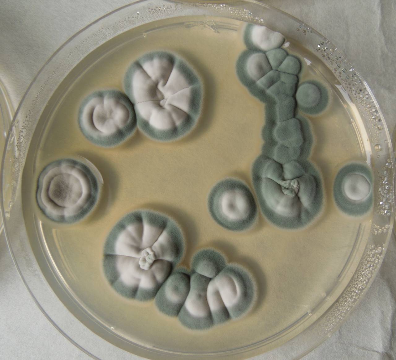 MSU_FS-02247 01, Район Лак (Lắk district), Đắk Lắk province (Vietnam)