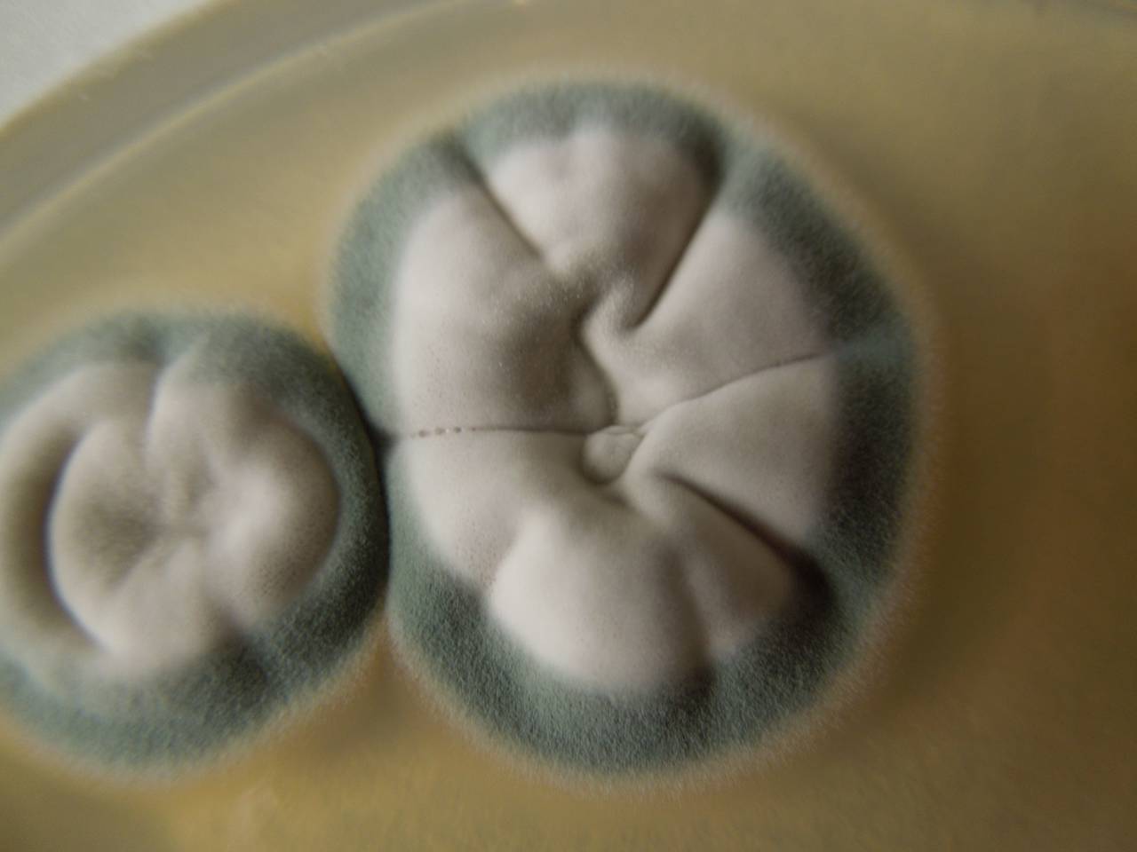 MSU_FS-02247 01, Район Лак (Lắk district), Đắk Lắk province (Vietnam)