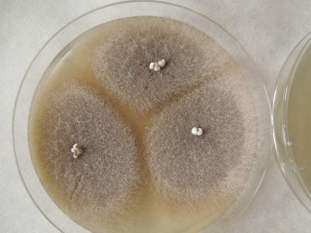 MSU_FS-02257, Район Тан Шон (Thanh Sơn district), Bến Tre Province (Vietnam)