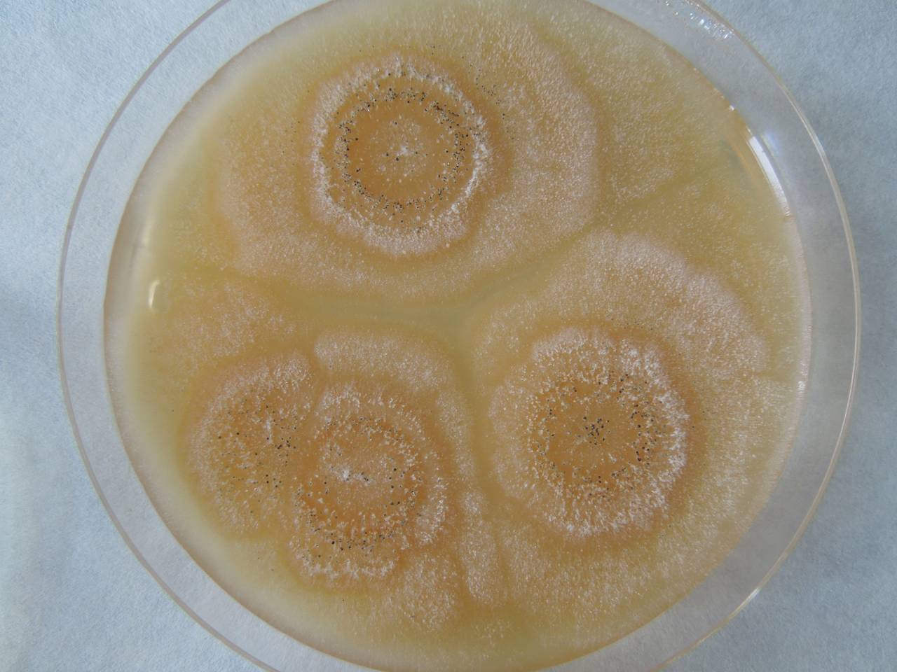 MSU_FS-02283 01, Район Ба Ви муниципалитета Ханой (Ba Vì district of Hanoi), Hanoi (Vietnam)