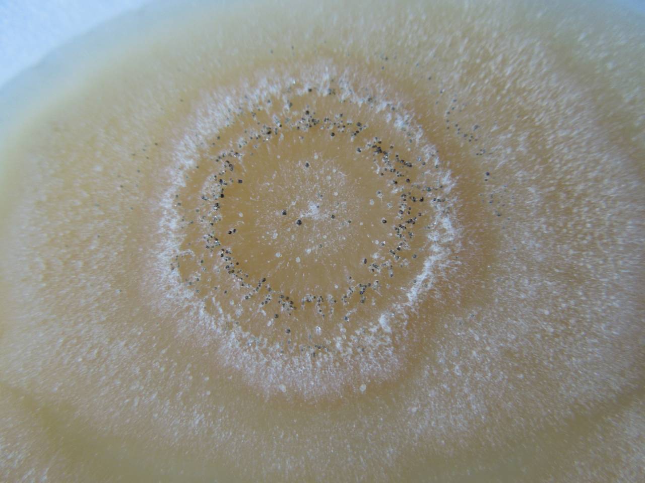 MSU_FS-02283 01, Район Ба Ви муниципалитета Ханой (Ba Vì district of Hanoi), Hanoi (Vietnam)