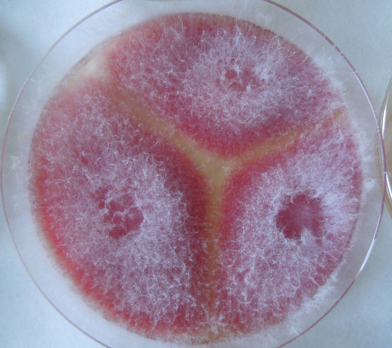 MSU_FS-02295 01, Район Быон Дон (Buôn Đôn district), Đắk Lắk province (Vietnam)