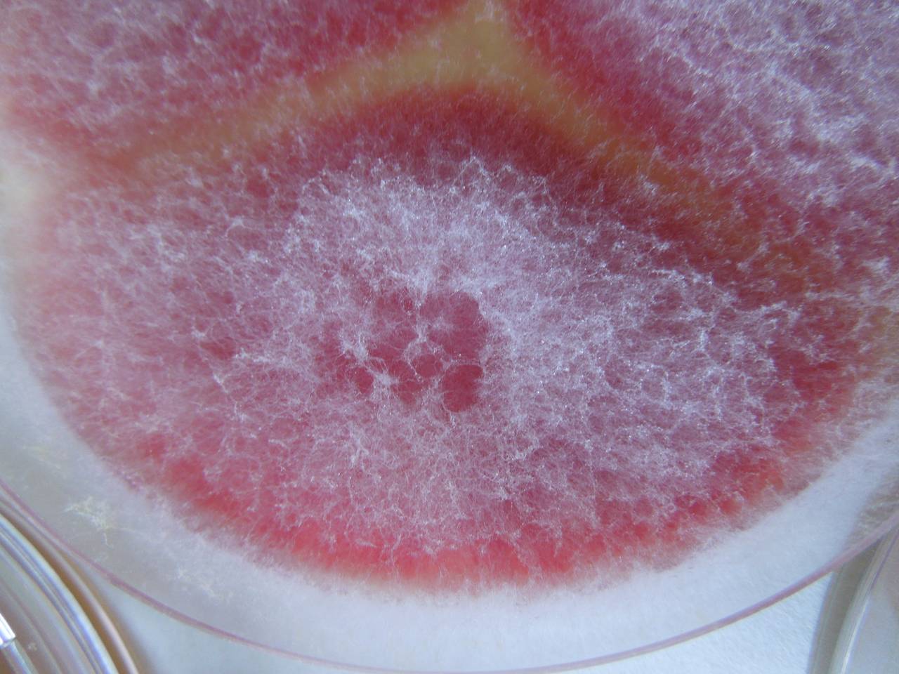 MSU_FS-02295 01, Район Быон Дон (Buôn Đôn district), Đắk Lắk province (Vietnam)