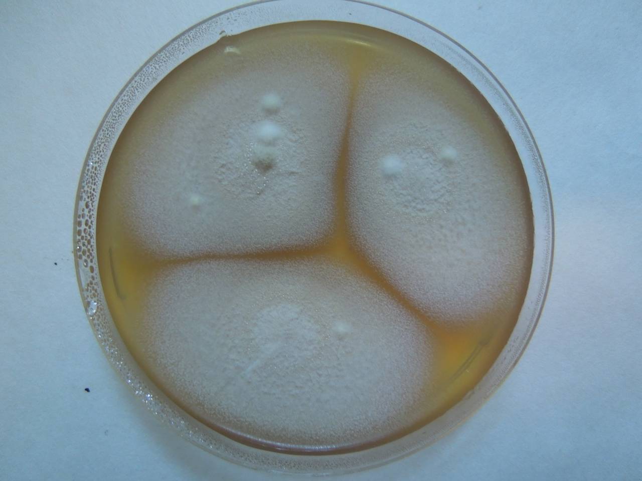 MSU_FS-02299, Район Лак (Lắk district), Đắk Lắk province (Vietnam)