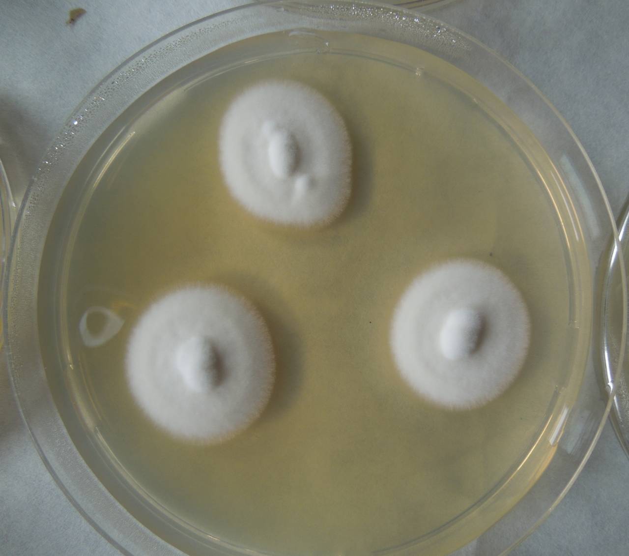 MSU_FS-02304 01, Район Лак (Lắk district), Đắk Lắk province (Vietnam)