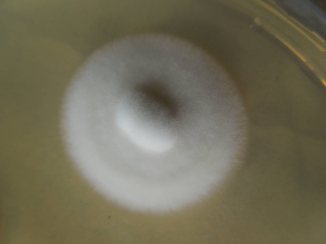 MSU_FS-02304 01, Район Лак (Lắk district), Đắk Lắk province (Vietnam)