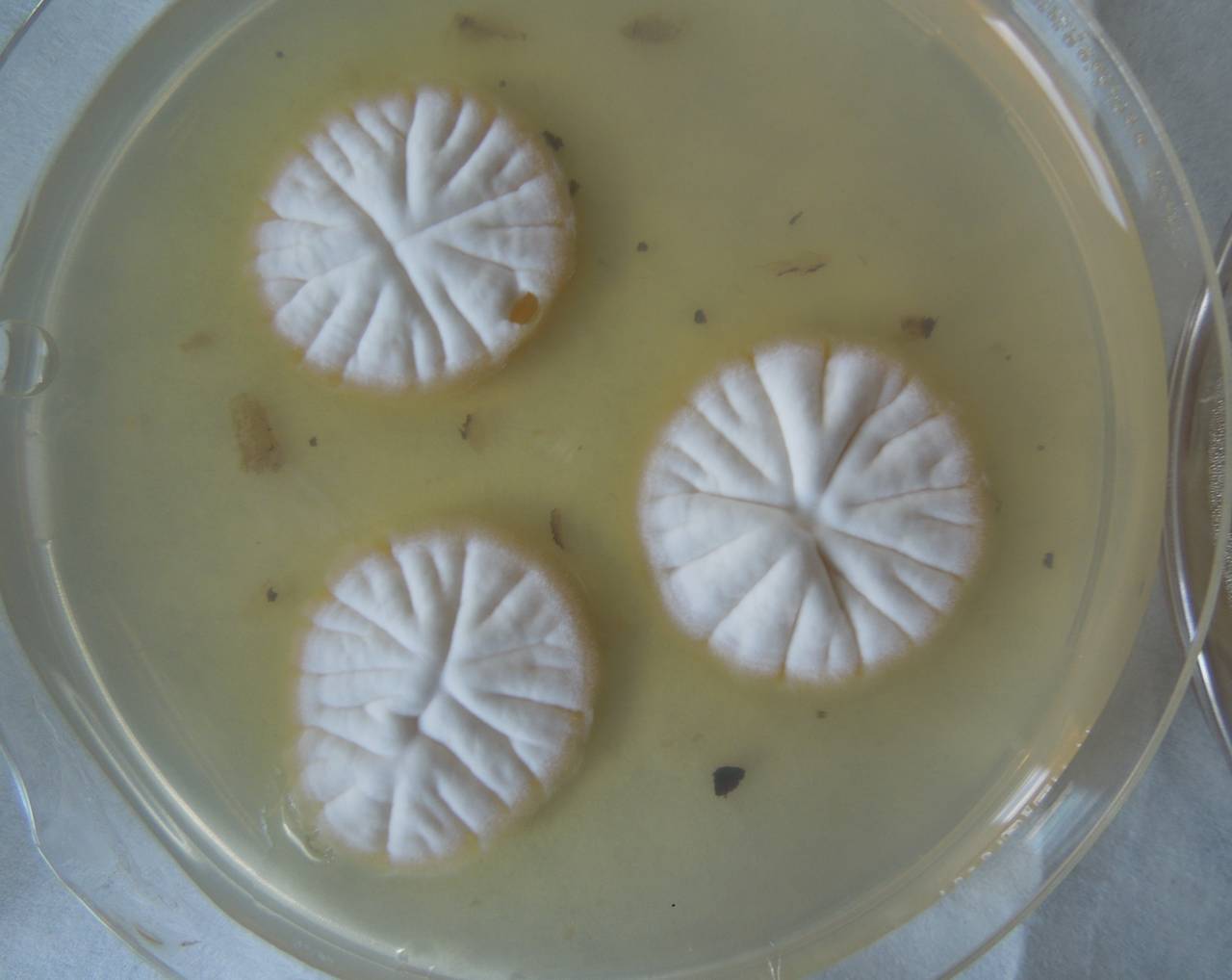 MSU_FS-02305 01, Район Ба Ви муниципалитета Ханой (Ba Vì district of Hanoi), Hanoi (Vietnam)