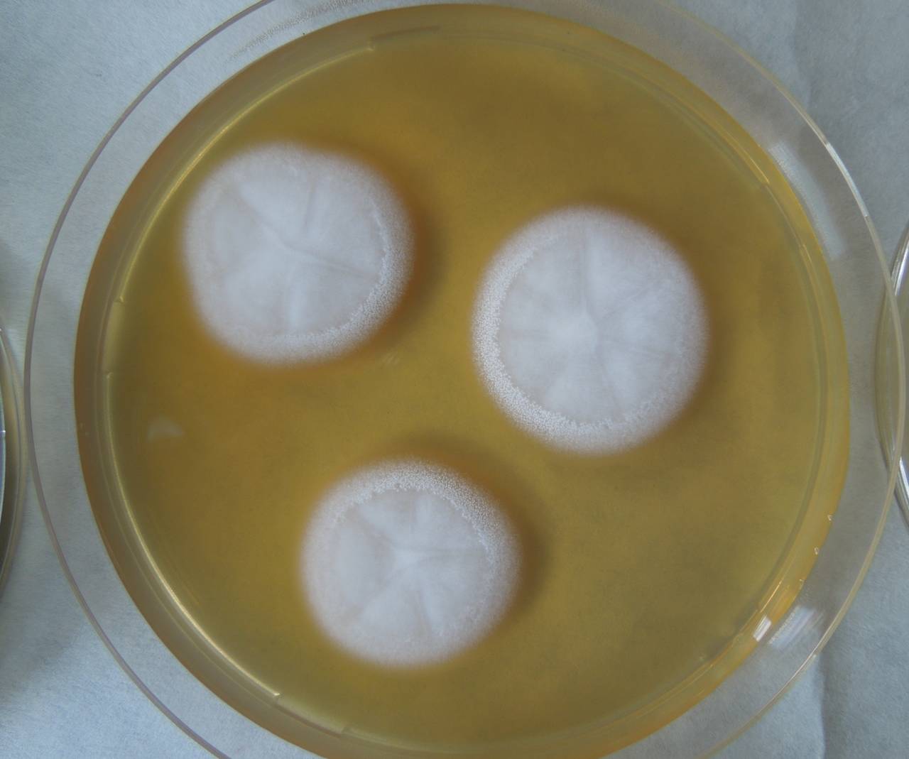 MSU_FS-02305 01, Район Ба Ви муниципалитета Ханой (Ba Vì district of Hanoi), Hanoi (Vietnam)