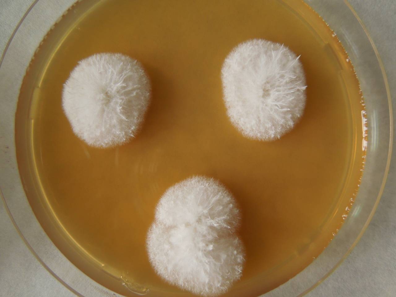 MSU_FS-02307 01, Район Лак (Lắk district), Đắk Lắk province (Vietnam)