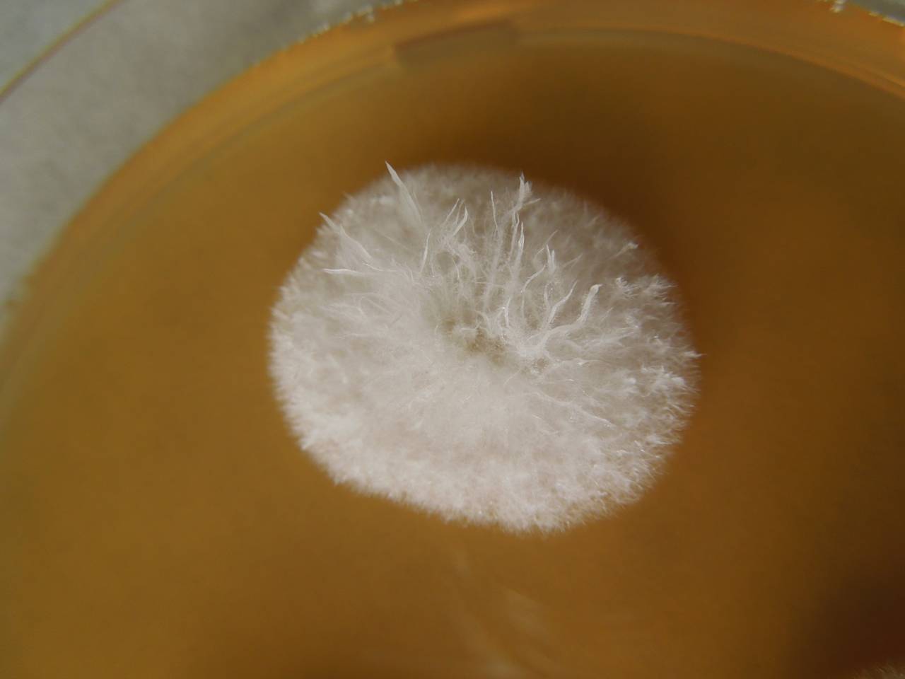 MSU_FS-02307 01, Район Лак (Lắk district), Đắk Lắk province (Vietnam)