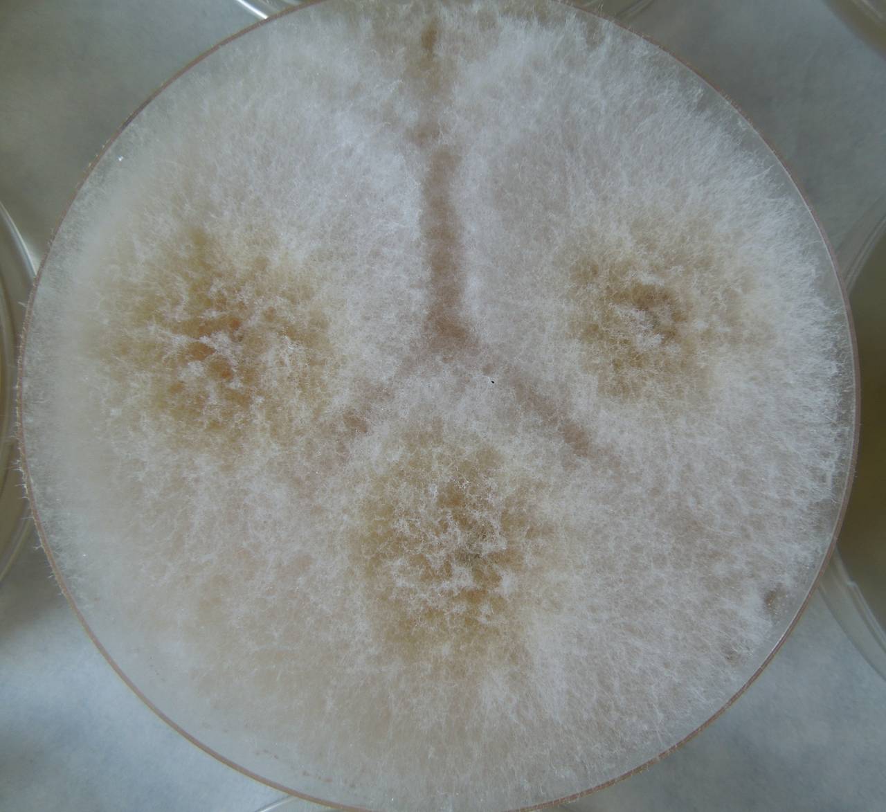 MSU_FS-02308 01, Район Ба Ви муниципалитета Ханой (Ba Vì district of Hanoi), Hanoi (Vietnam)