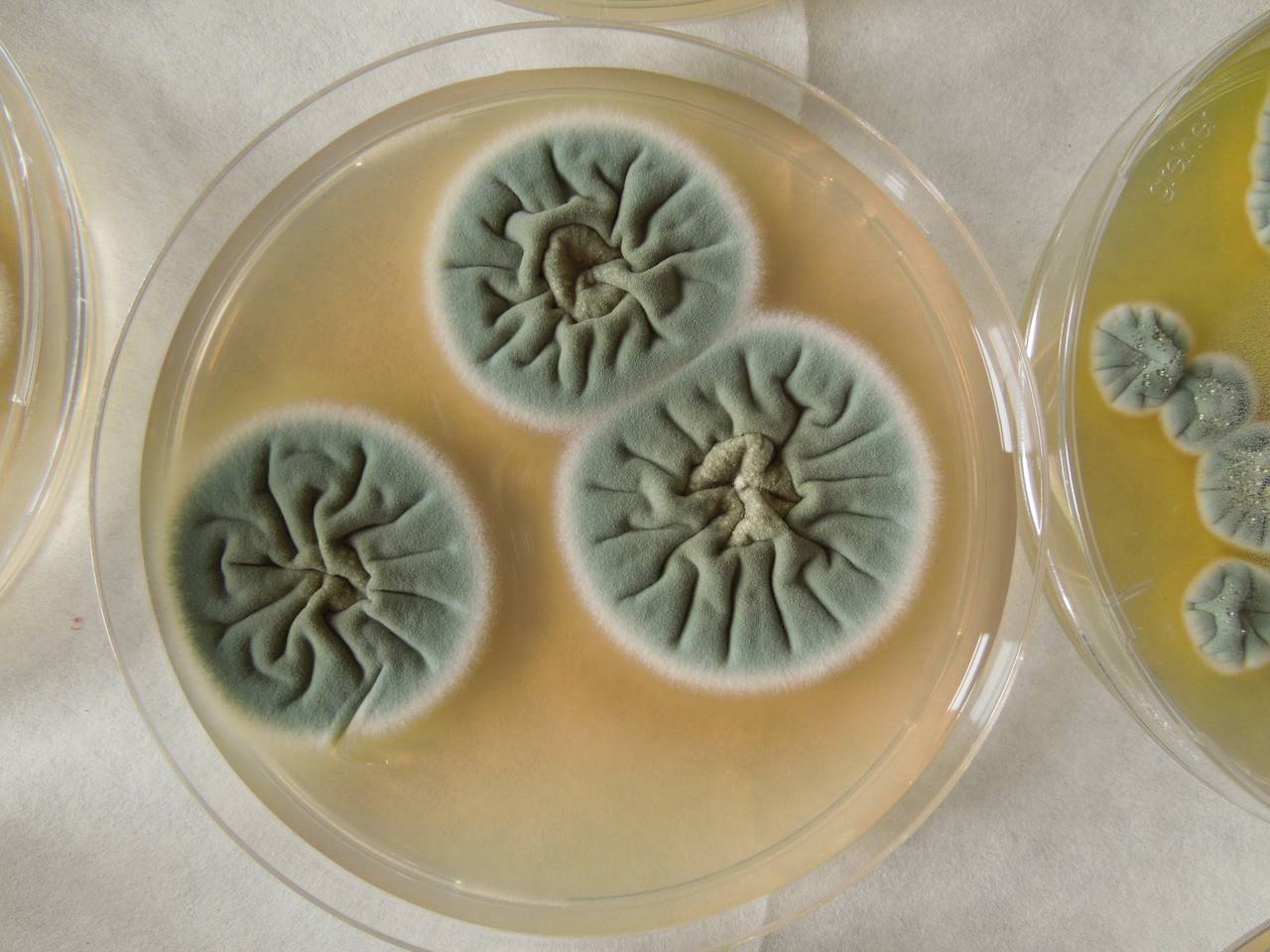 MSU_FS-02320 01, Район Тан Шон (Thanh Sơn district), Bến Tre Province (Vietnam)