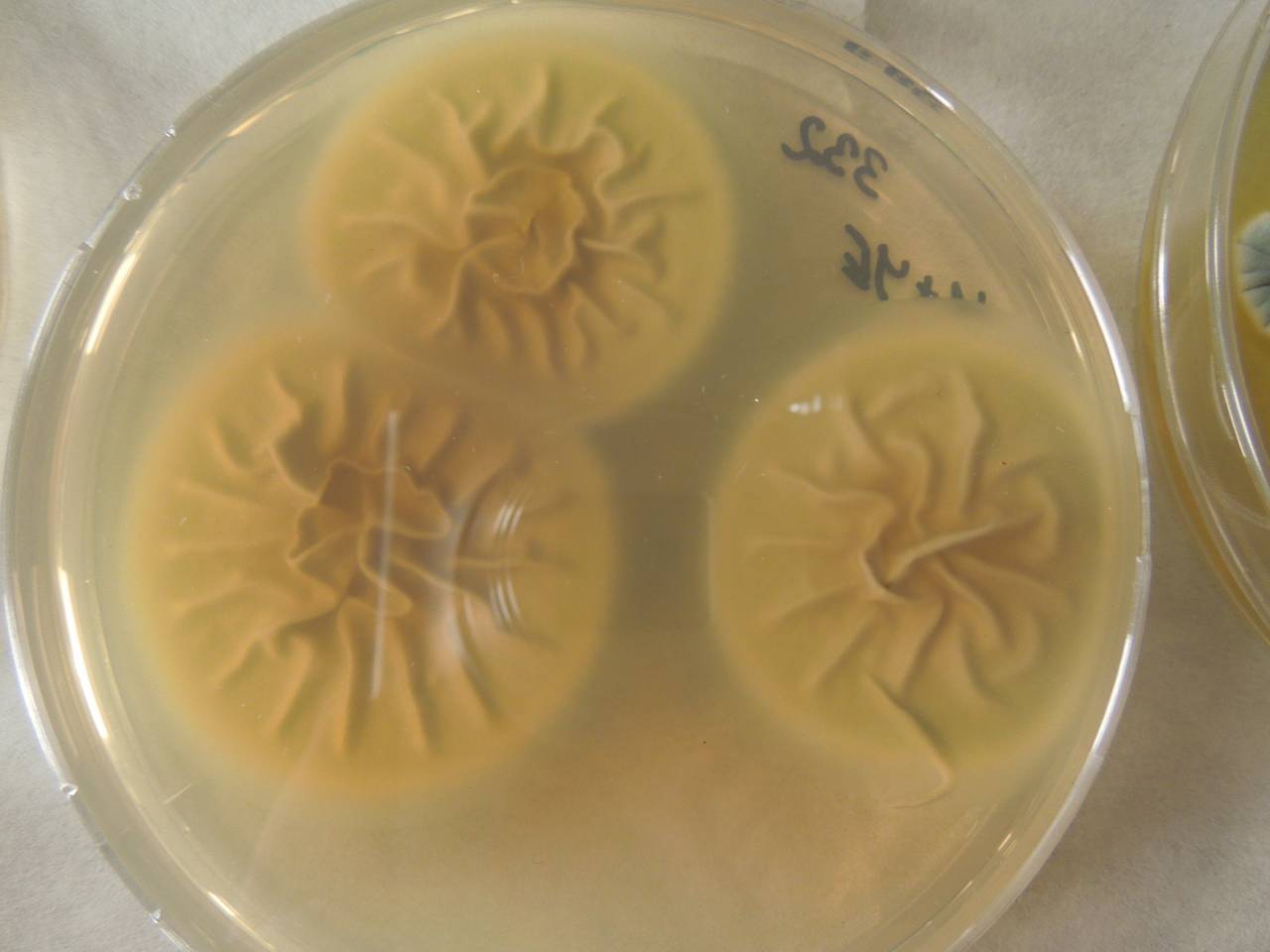 MSU_FS-02320 01, Район Тан Шон (Thanh Sơn district), Bến Tre Province (Vietnam)