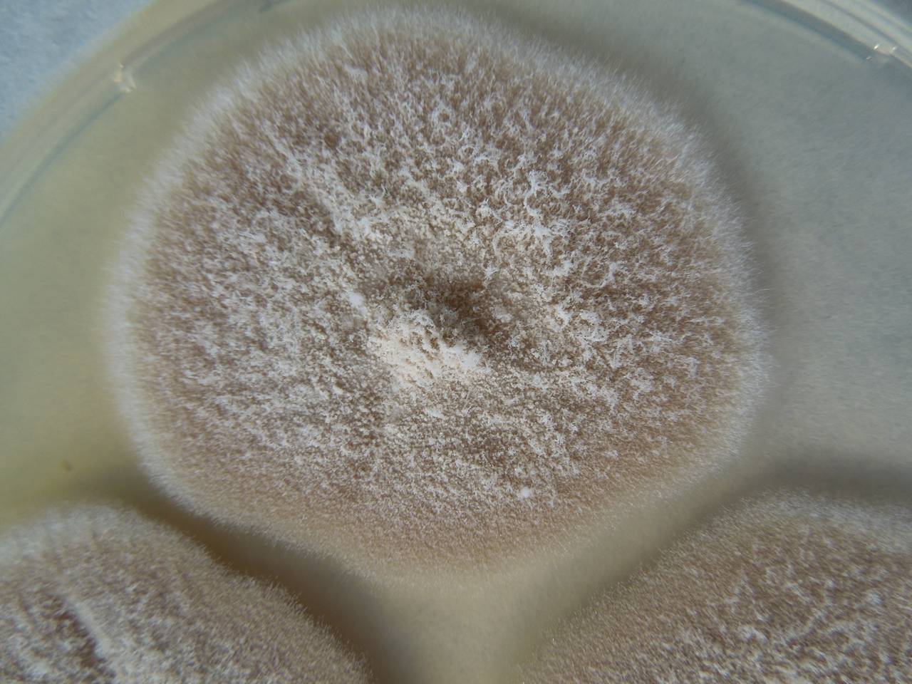 MSU_FS-02327 01, Район Лак (Lắk district), Đắk Lắk province (Vietnam)