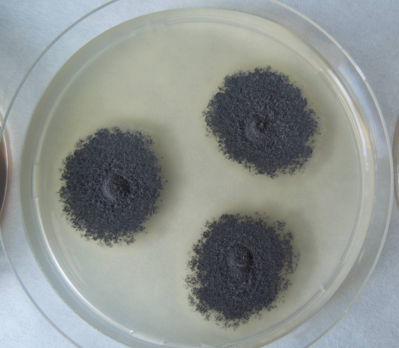 MSU_FS-02328 01, Район Лак (Lắk district), Đắk Lắk province (Vietnam)