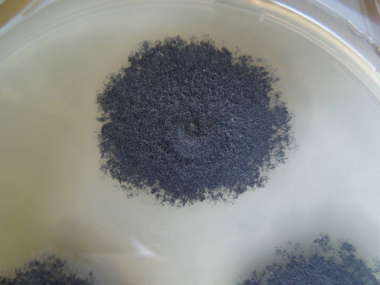 MSU_FS-02328 01, Район Лак (Lắk district), Đắk Lắk province (Vietnam)