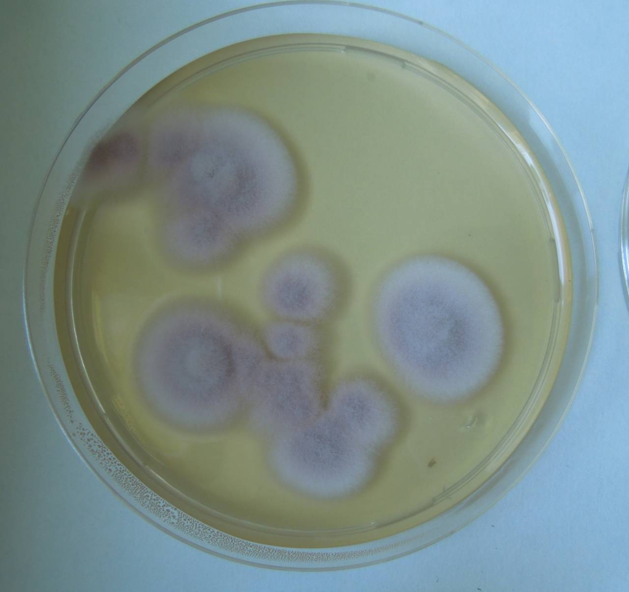 MSU_FS-02537 01, Район Ша Тай (Sa Thầy district), Kon Tum province (Vietnam)