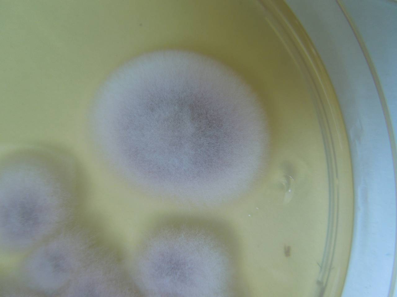 MSU_FS-02537 01, Район Ша Тай (Sa Thầy district), Kon Tum province (Vietnam)