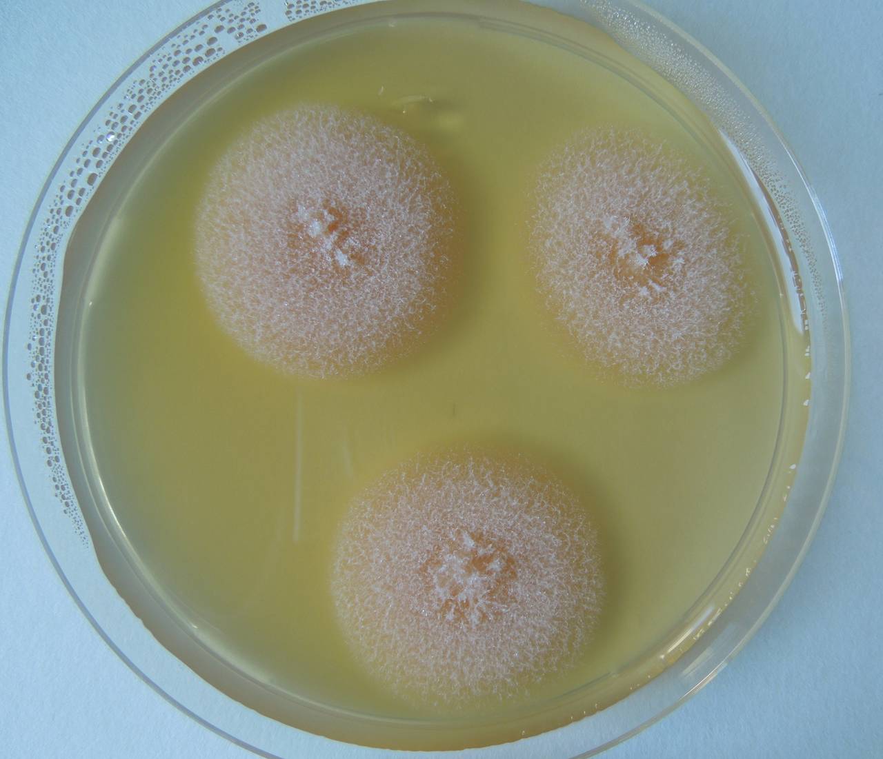 MSU_FS-02543 01, Район Ша Тай (Sa Thầy district), Kon Tum province (Vietnam)