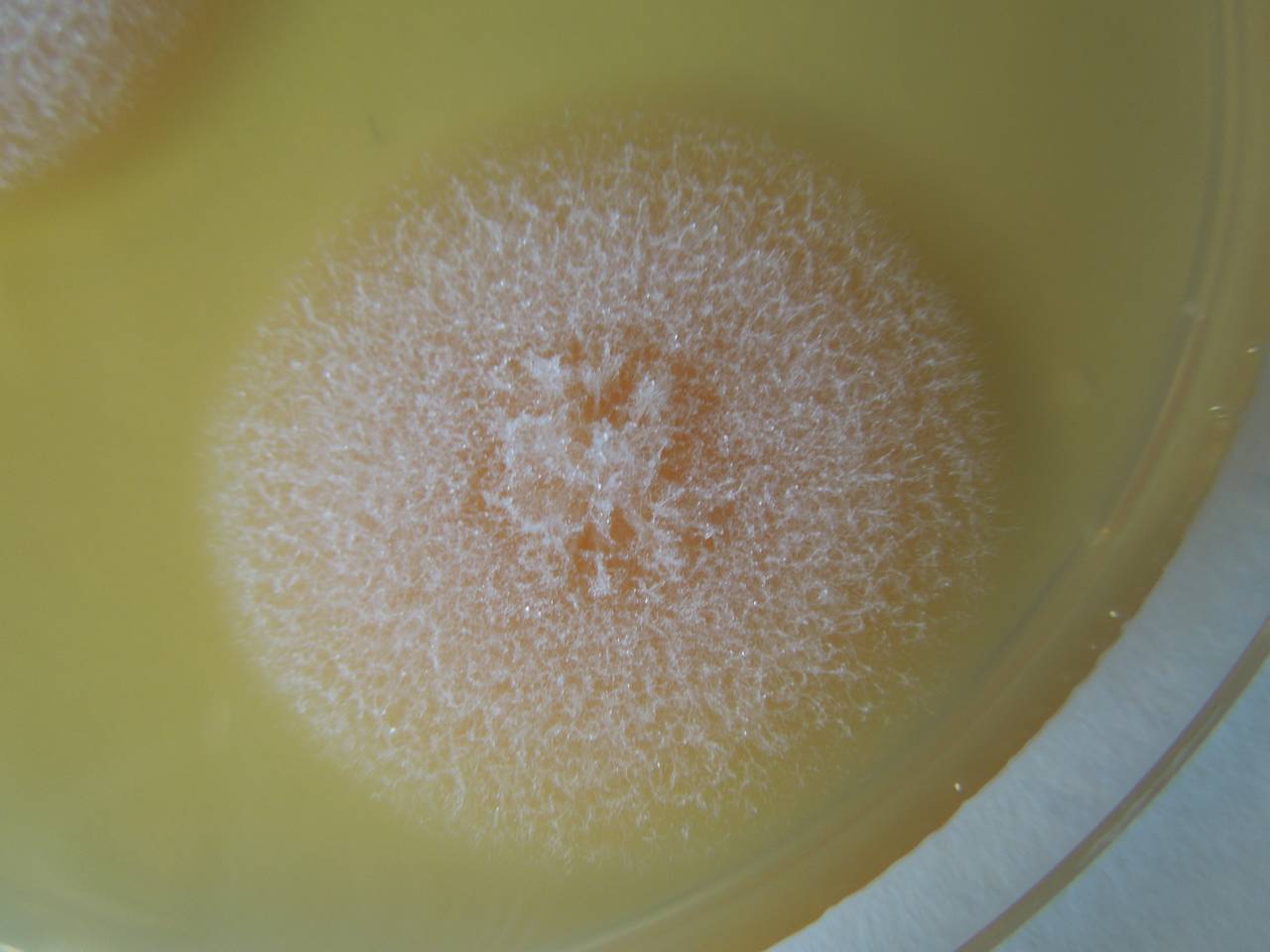 MSU_FS-02543 01, Район Ша Тай (Sa Thầy district), Kon Tum province (Vietnam)