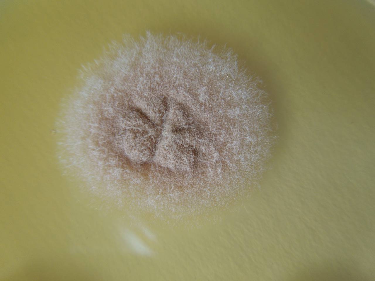 MSU_FS-02544 01, Район Кон Плонг (Kon Plông district), Kon Tum province (Vietnam)