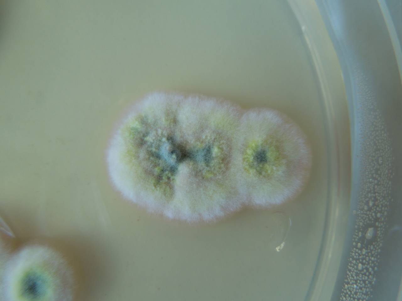 MSU_FS-02545 01, Район Ша Тай (Sa Thầy district), Kon Tum province (Vietnam)