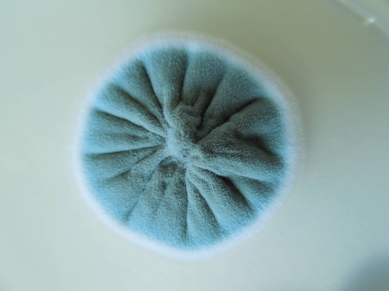 MSU_FS-02550 01, Район Ша Тай (Sa Thầy district), Kon Tum province (Vietnam)